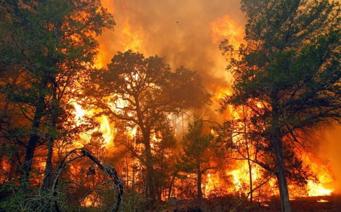 Kebakaran Hutan Mengganas! Hampir 9000 Hektare Lahan Terbakar Sejak Januari