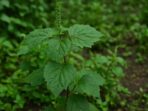 10 Manfaat Daun Nilam yang Bikin Kamu Makin Sehat dan Glowing