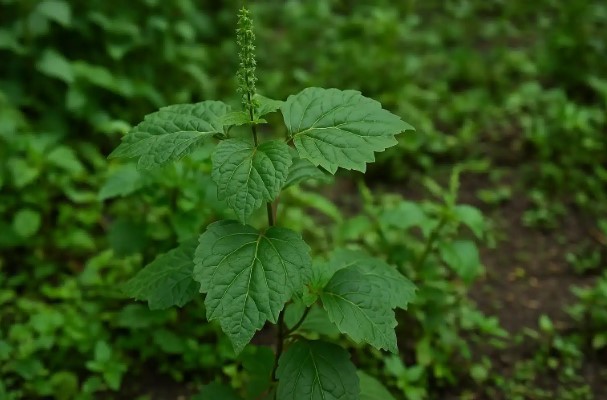 10 Manfaat Daun Nilam yang Bikin Kamu Makin Sehat dan Glowing