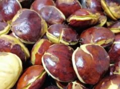 Lampung Jadi Penghasil Jengkol Terbesar di Indonesia 2025, Ini Daftar 10 Provinsinya Lampung penghasil jengkol terbesar