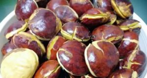 Lampung Jadi Penghasil Jengkol Terbesar di Indonesia 2025, Ini Daftar 10 Provinsinya Lampung penghasil jengkol terbesar