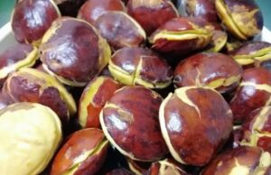 Lampung Jadi Penghasil Jengkol Terbesar di Indonesia 2025, Ini Daftar 10 Provinsinya Lampung penghasil jengkol terbesar