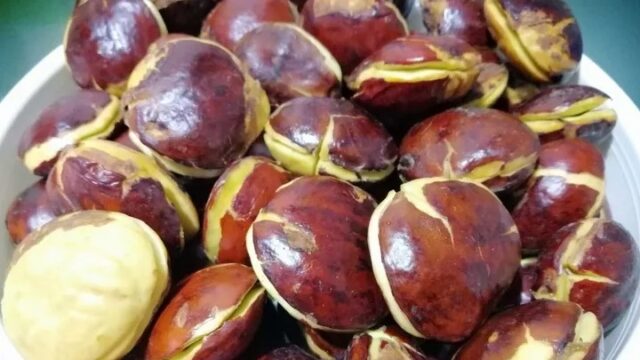 Lampung penghasil jengkol terbesar